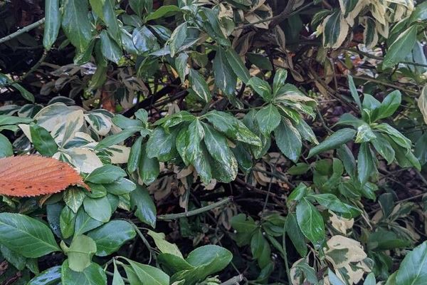 Climbing euonymus