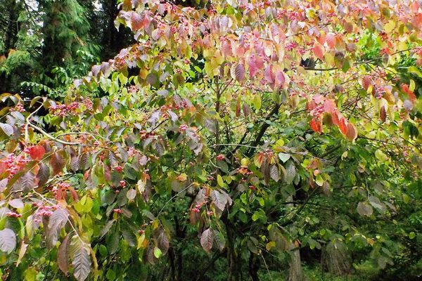Hamilton's spindle