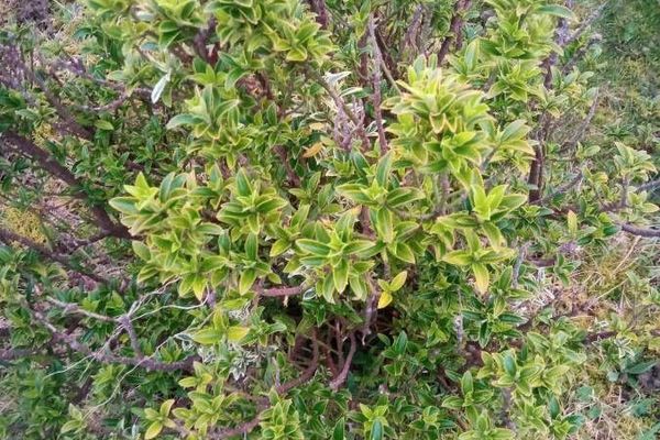 Japanese spindletree
