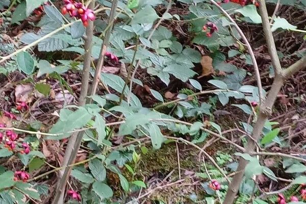 Large-leaf spindle