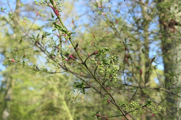 Euonymus oxyphyllus