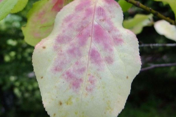 Euonymus sachalinensis