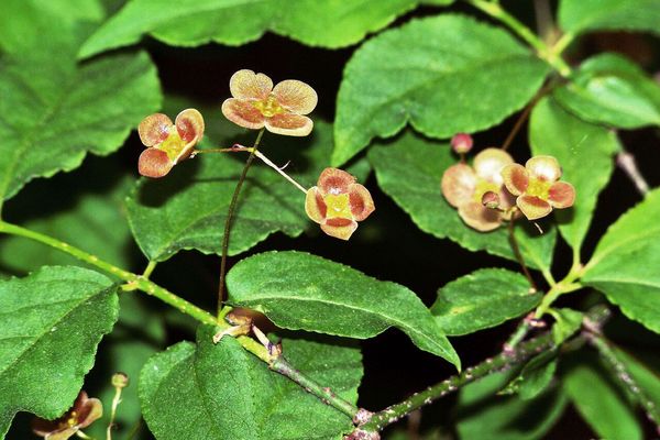 Euonymus verrucosus