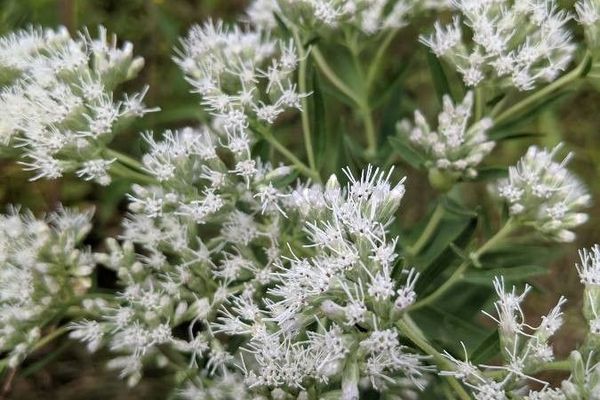 Tall thoroughwort