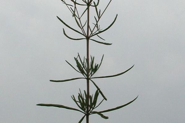 Hyssop-leaf thoroughwort