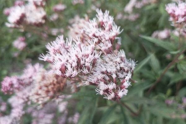 Eupatorium lindleyanum