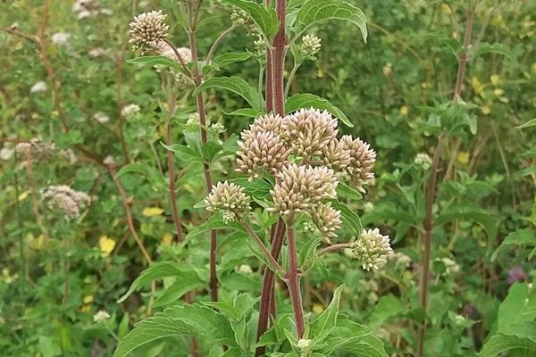 Boneset
