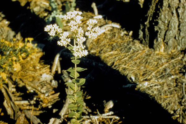 Roundleaf thoroughwort