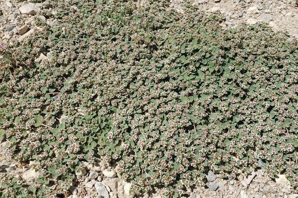 Rattlesnake weed
