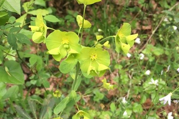 Wood spurge