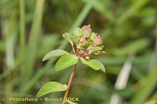 Euphorbia angulata