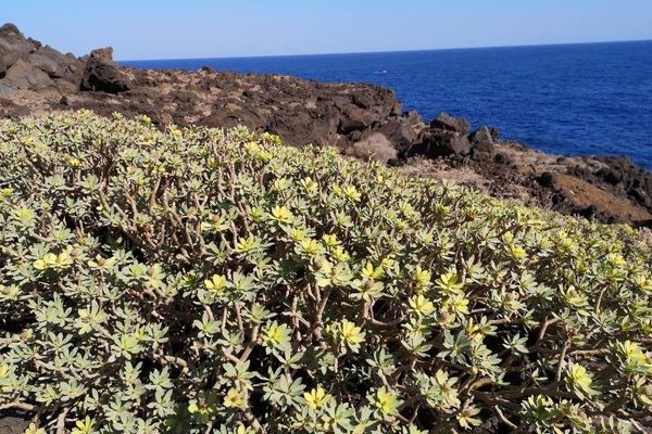 Euphorbia balsamifera
