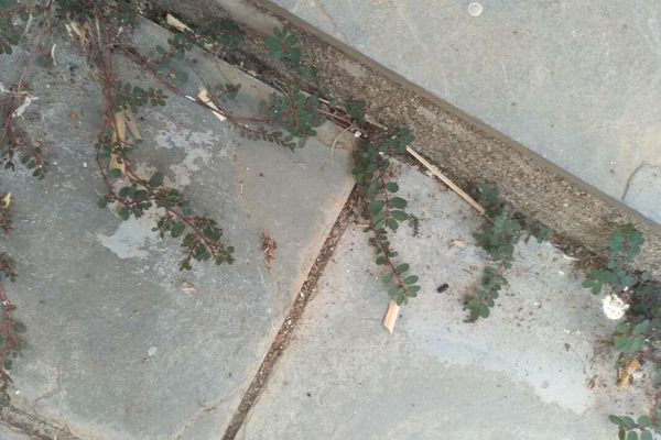 Spurge