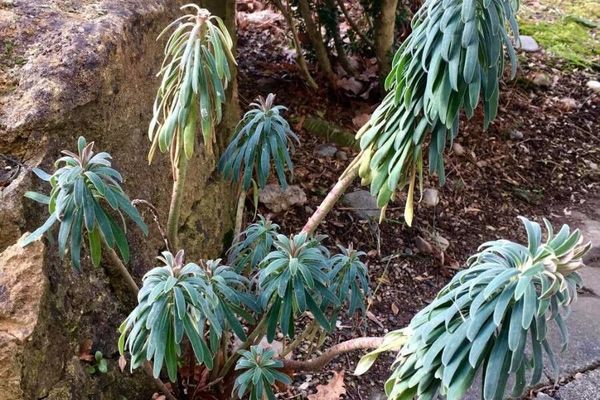 Mediterranean spurge