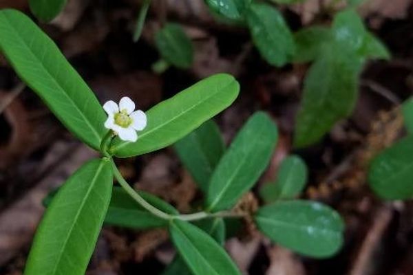 Poison-milkweed