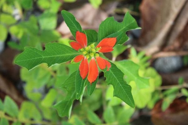 Dwarf poinsettia