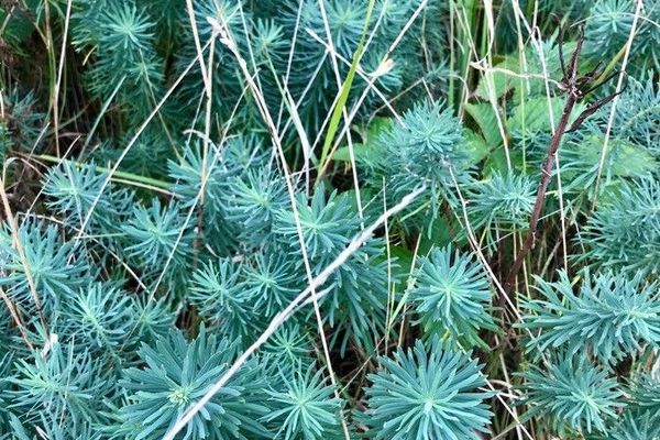 Cypress spurge