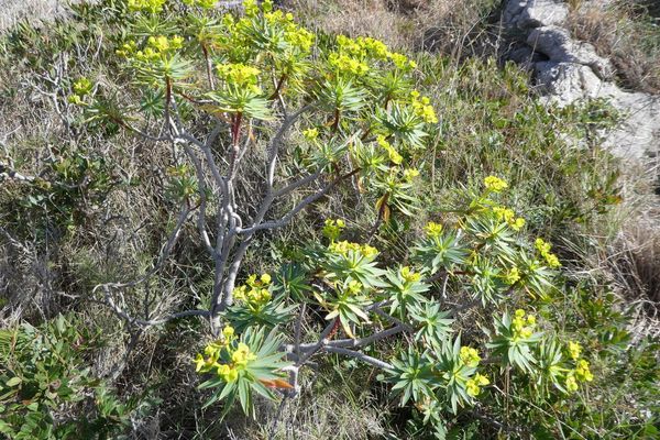 Woody spurge