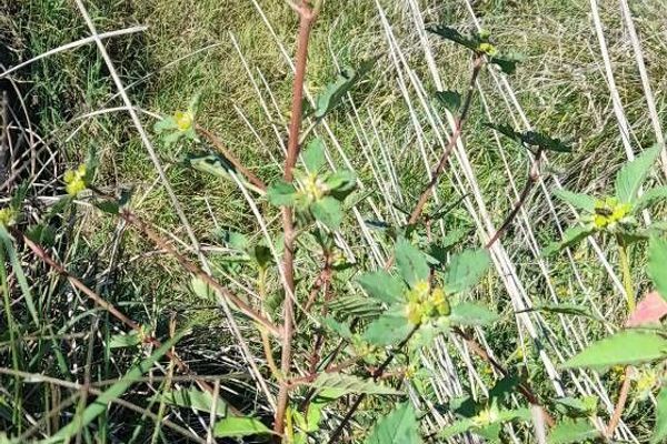 Toothed spurge