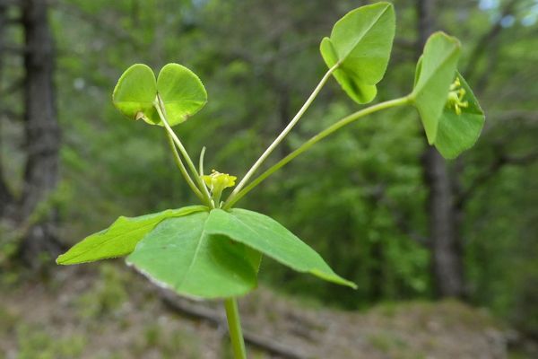 Sweet spurge