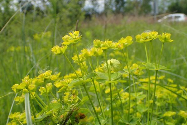 Leafy spurge