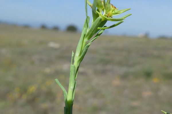 Dwarf spurge