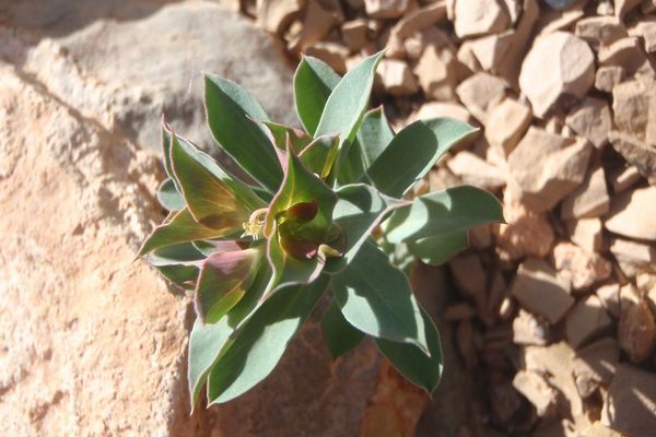 Sickle spurge