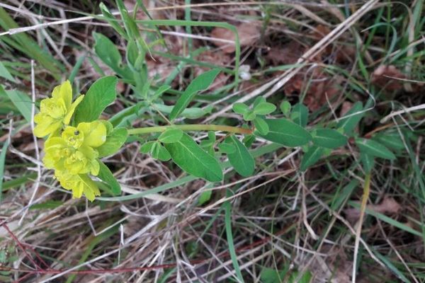 Euphorbia flavicoma