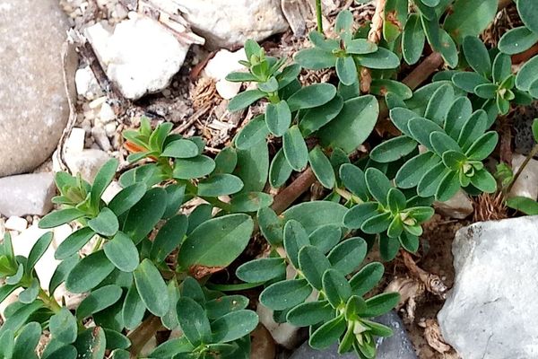Ridge-seed spurge