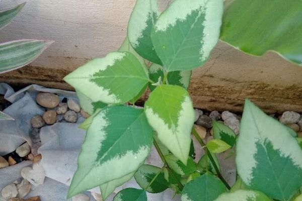 Grassleaf spurge