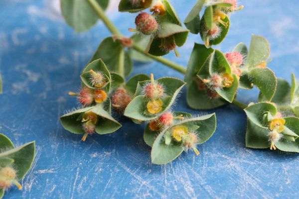 Pubescent spurge