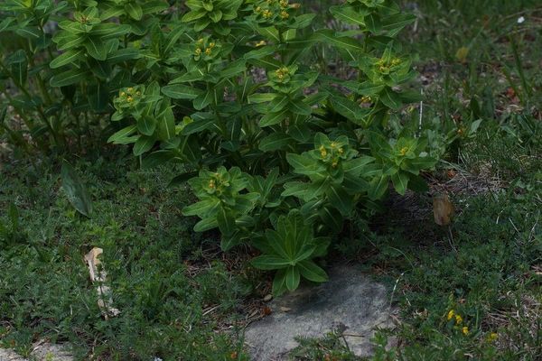 Irish spurge