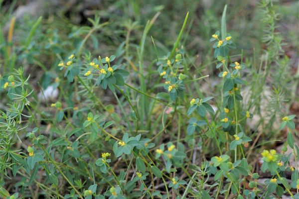 Hairy spurge
