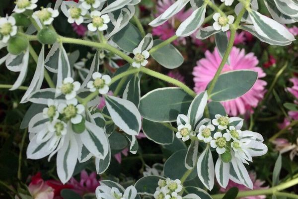 Variegated spurge