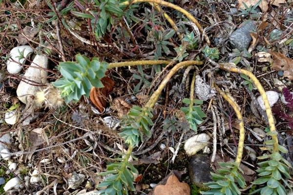 Blue spurge