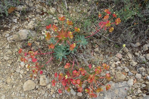 Euphorbia nicaeensis
