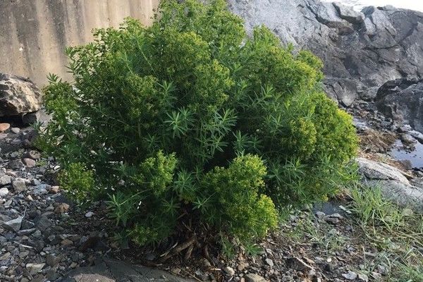 Marsh spurge