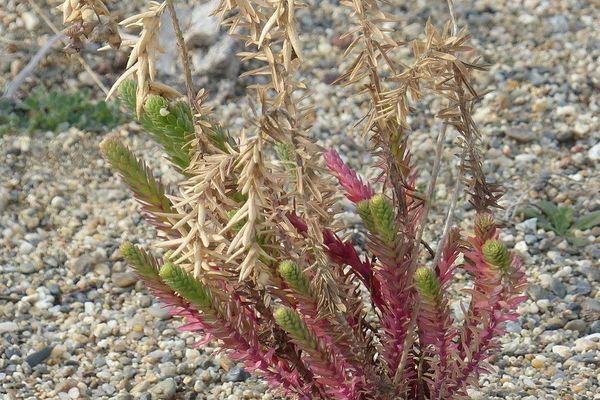 Sea spurge