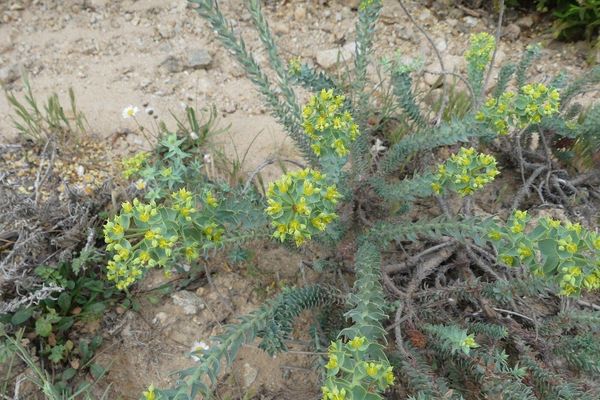 Pithyusan spurge