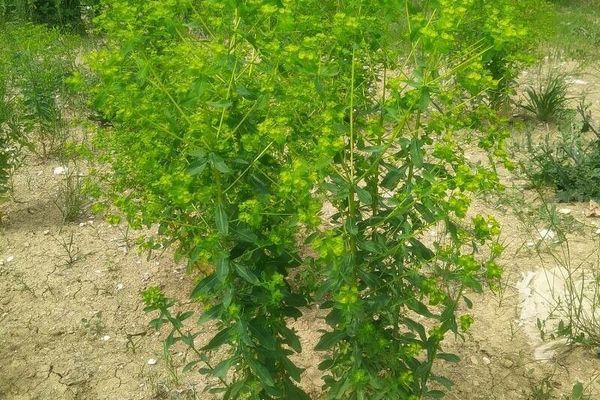 Broad spurge