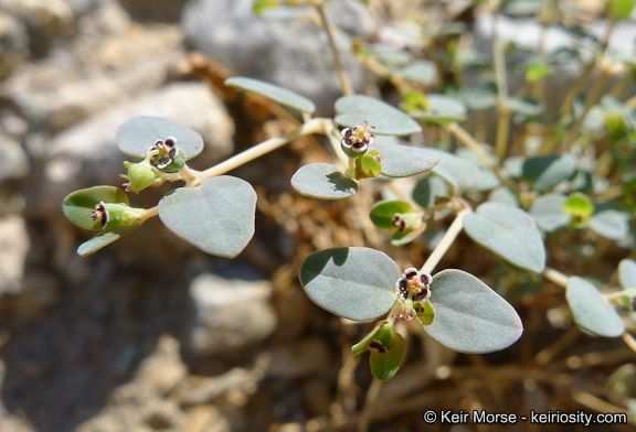 Manyfruit spurge