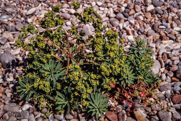 Portland spurge