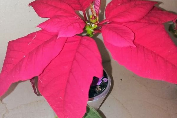 Christmas-flower
