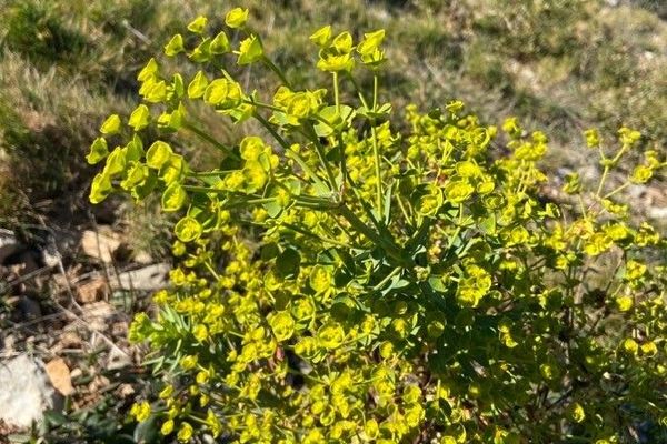 Gardenweed
