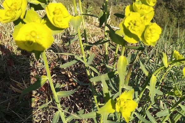 Saw-tooth spurge