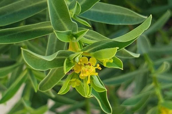 Spiny spurge