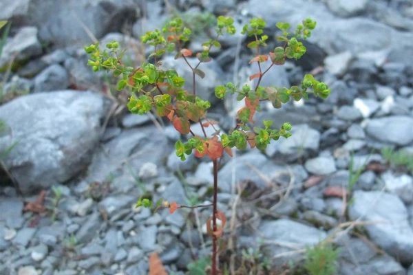 Upright spurge