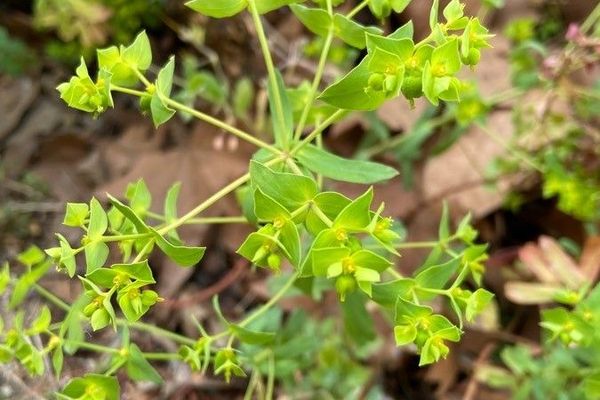 Euphorbia taurinensis