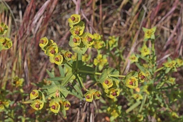 Geraldton carnation spurge