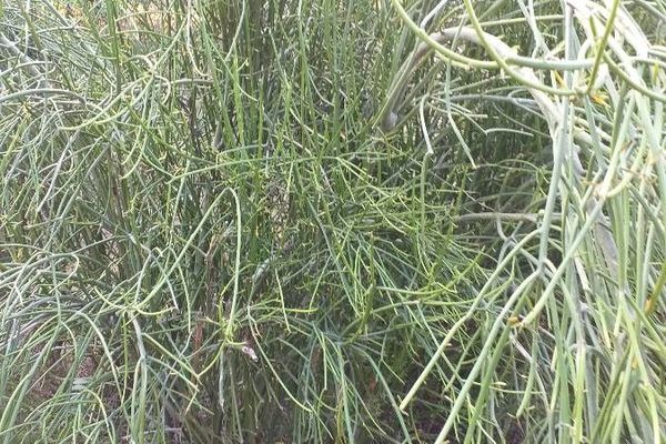 African milkbush